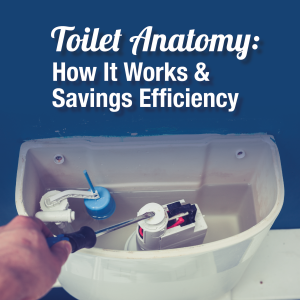 Toilet Anatomy: How does it work? & Savings Efficiency