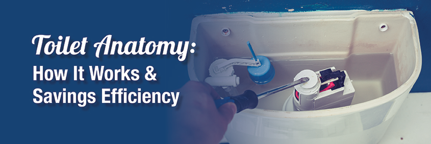 Toilet Anatomy: How does it work? & Savings Efficiency