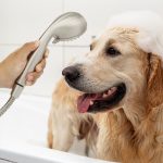 Multi-Function Massage Handheld Showerhead with Hose in Brushed Nickel